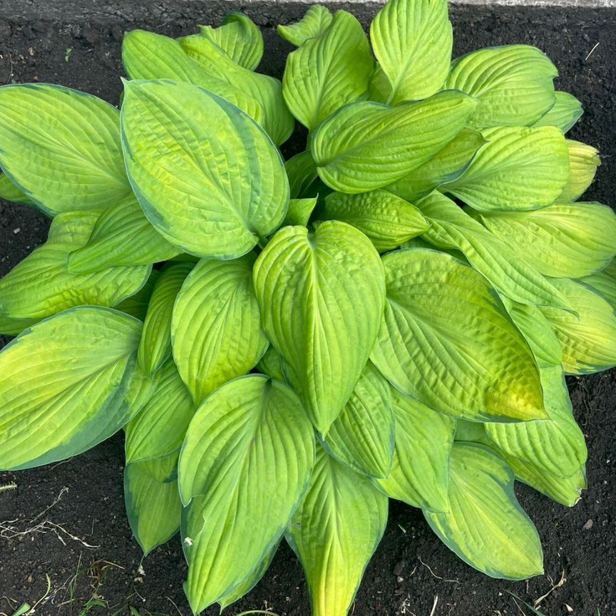 VK-da HD formatda dunyodagi eng chiroyli jinsiy aloqa