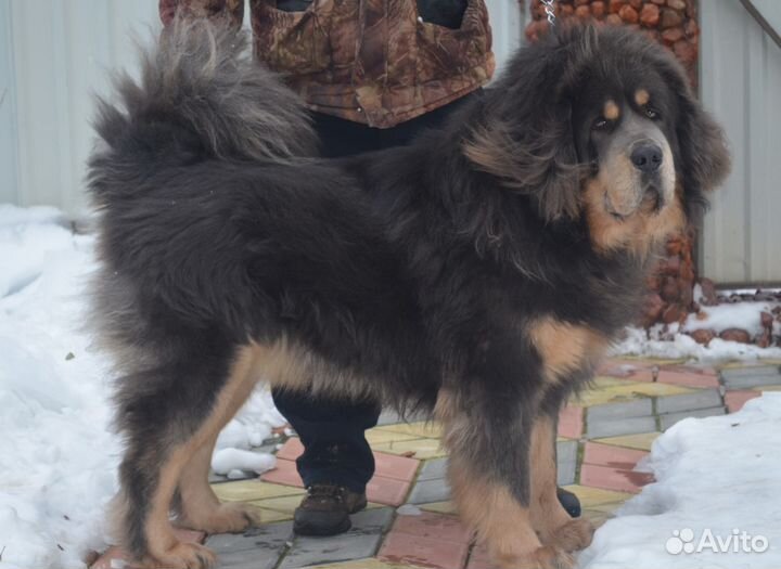 Шерсть Тибетского мастифа