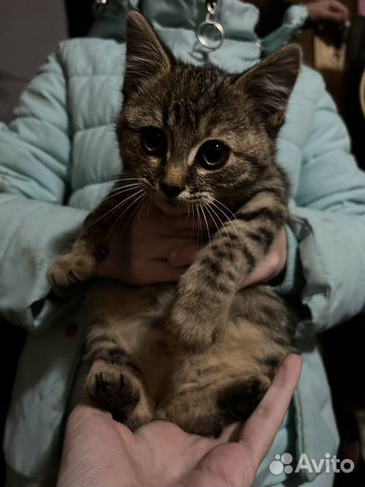 Котенок кошка