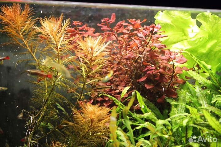 Аквариумные растения с доставкой по РФ