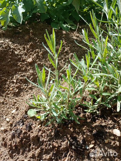 Лаванда узколистная