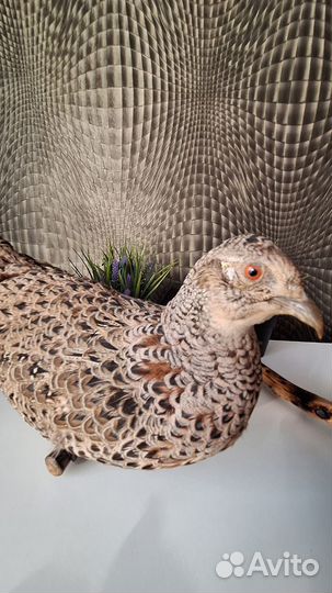 Чучело фазанов(самец и самка)