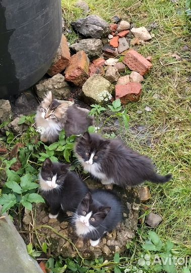 Котята в добрые руки