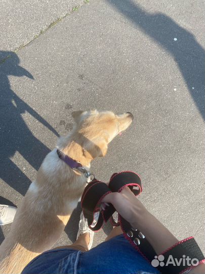 Выгул собак/Дневная няня для собак (или кошек)