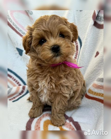 Мальтипу f1 мини baby face. Топовые щенки