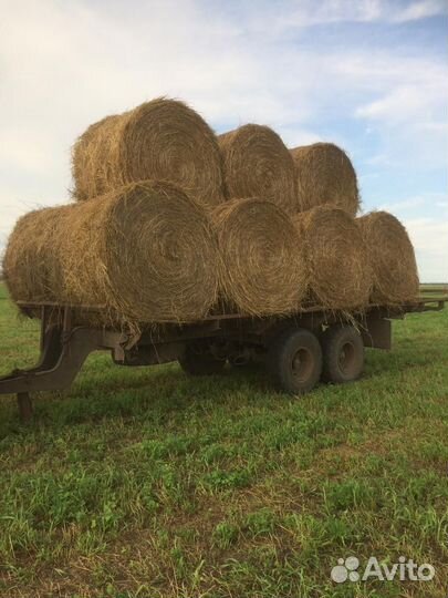 Продам сено тюк 5цн. (пресс джон дир ) костер; кос