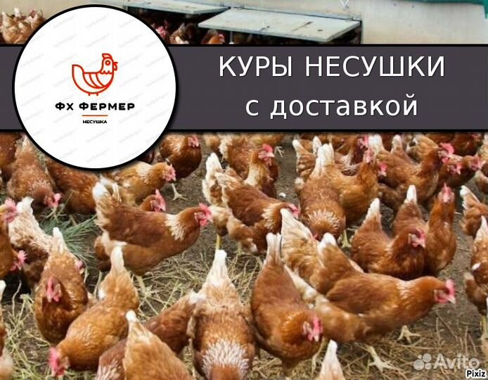 Куры подрощенные
