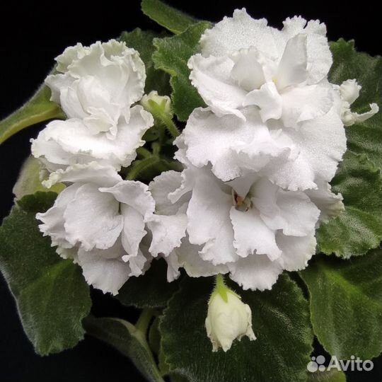 Детки фиалки (сорт 