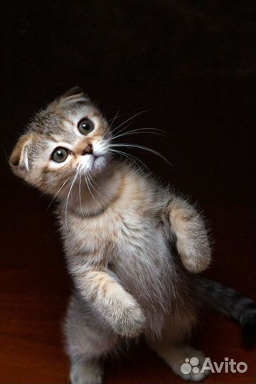 Шотландская золотая шиншилла