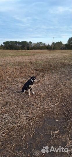 Собака в добрые руки щенок