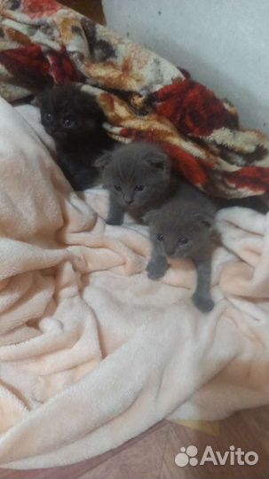 Кошки вислоухие