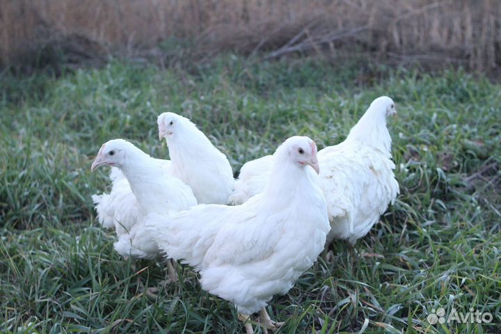 Куры-несушки