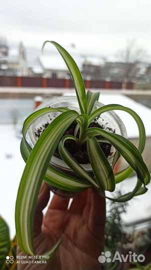 Комнатные цветы (малыши)