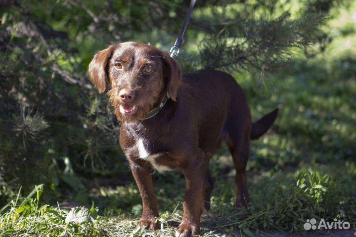 Собака в добрые руки отдам бесплатно