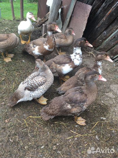 Мускусные утки