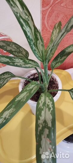 Цветы. Растения