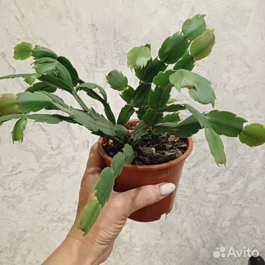 Декабрист шлюмбергера