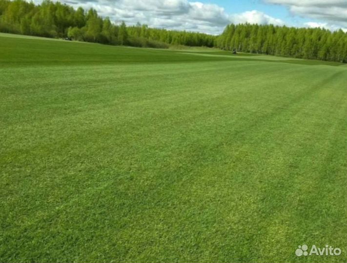 Рулонный газон 