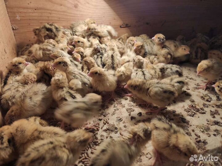 Яйца перепелиные инкубационные
