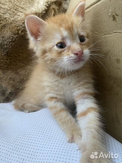 Котята в добрые руки бесплатно