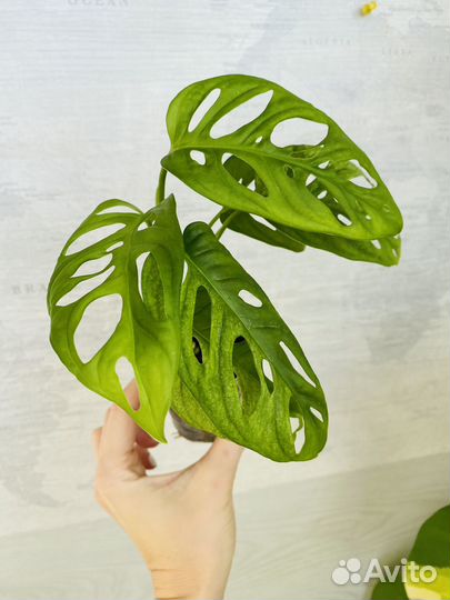 Монстера адансона вариегатная