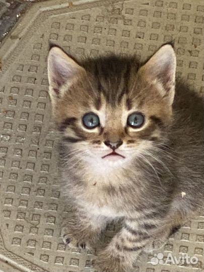 Кошки в добрые руки