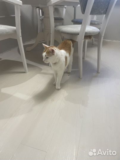 Отдам кота в добрые руки