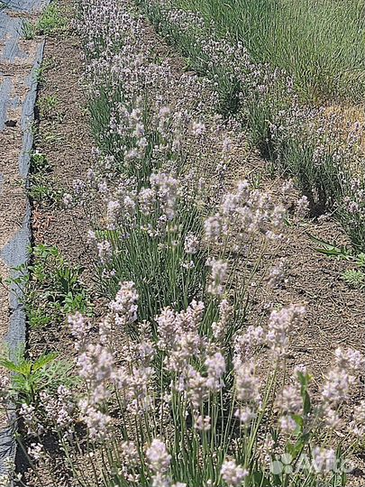 Лаванда розовая