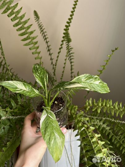 Спатифиллум вариегатный