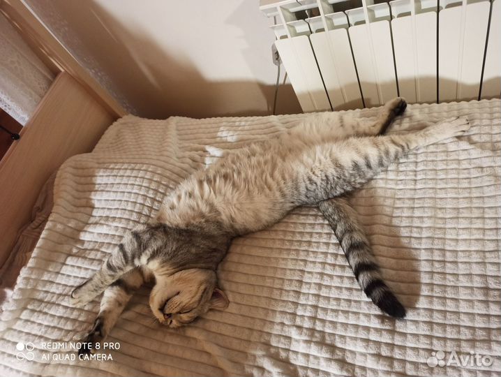 Найден кот