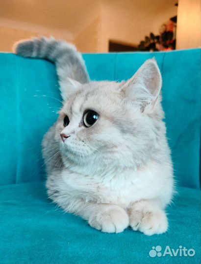 Голубое золото кошка