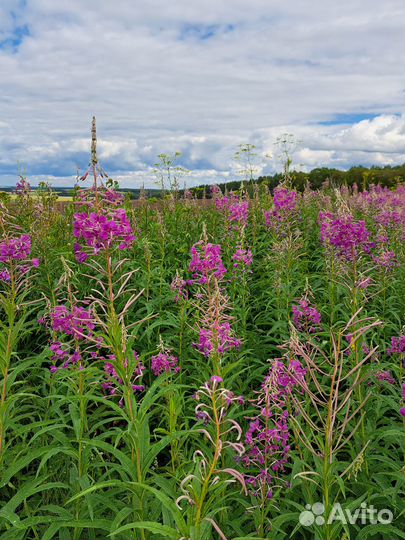 Иван чай, 70 гр