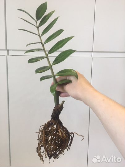 Замиокулькас