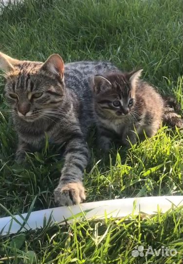 Котенок