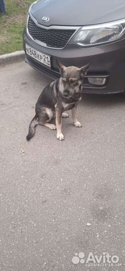 Молодая собака стерилизованная, преданная и умная