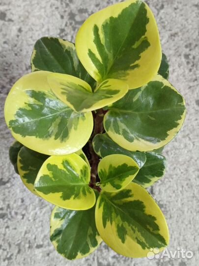 Пеперомия головатая