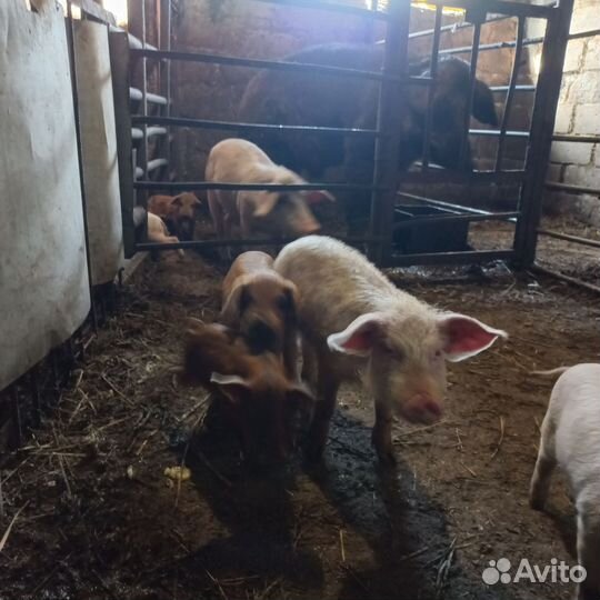Поросята