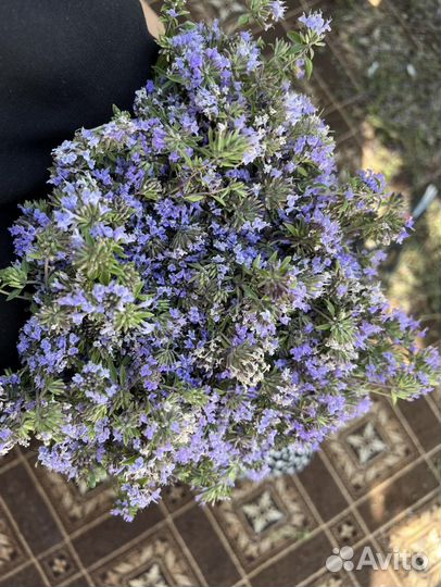 Чабрец горный