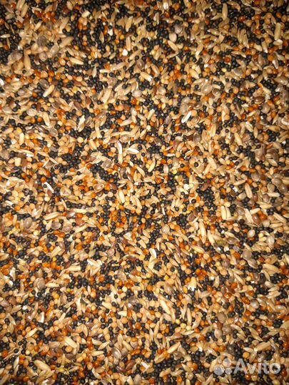 Корм для канареек и попугаев чумиза а колосках