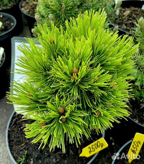 Карликовые хвойные