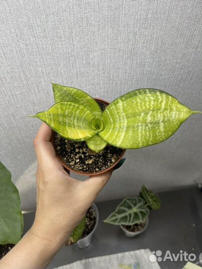 Сансевиерия Асахи, Фишери