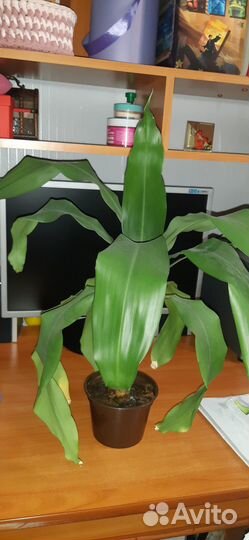 Продам драцену