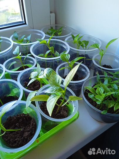 Рассада перца болгарского