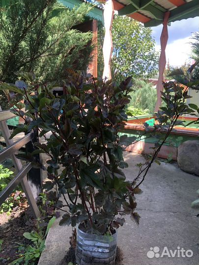 Декоративные многолетние кустарники