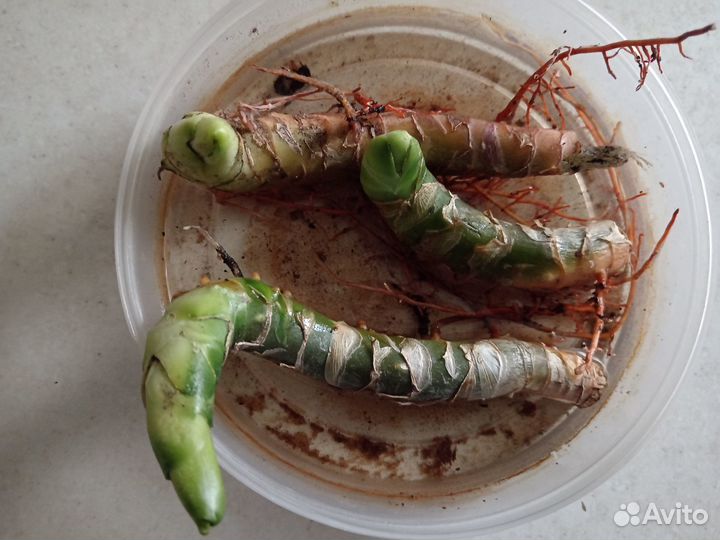 Комнатные растения