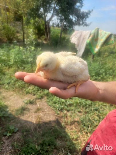 Цыплята бройлера