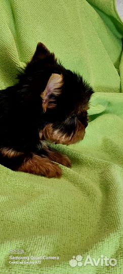 Йоркширский терьер девочки