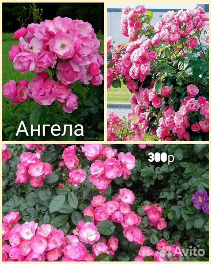 Продаю на месте и почтой саженцы роз - плетистые