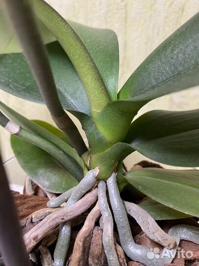 Орхидея фаленопсис