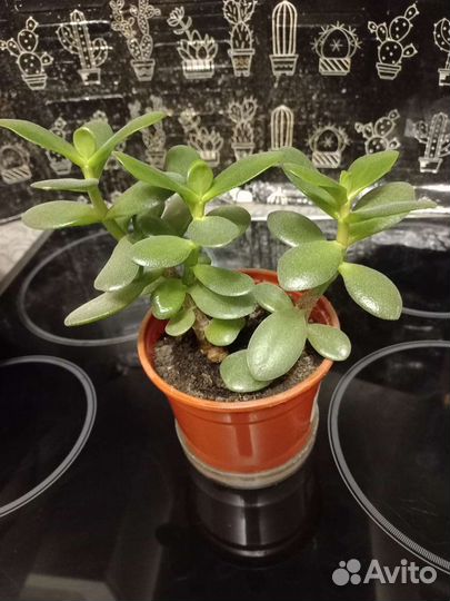 Денежное дерево (Толстянка)